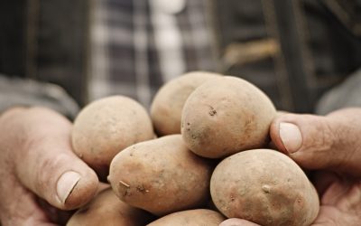 Wissen wertes über die Kartoffel